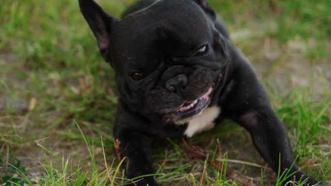 一只黑色的法国斗牛犬躺在草地上，在紧张的情况下嚼着一根棍子。狗的心理问题