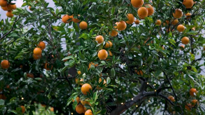 在雨天新鲜成熟的橙子