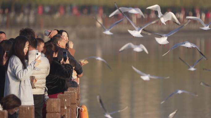 汉江公园红嘴鸥