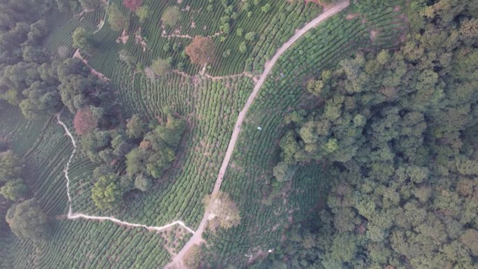 无人机在中国浙江省杭州市龙津茶山上空飞行。在阳光明媚的秋日鸟瞰美丽的茶园，4k实时画面，360度上升