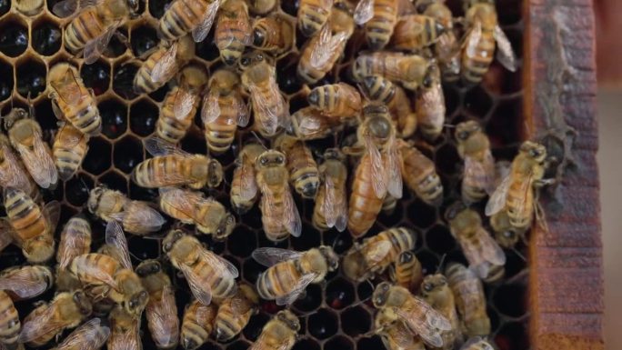 欧洲的蜂巢，蜜蜂们在一起工作，大蜂后从其他工蜂上方走过