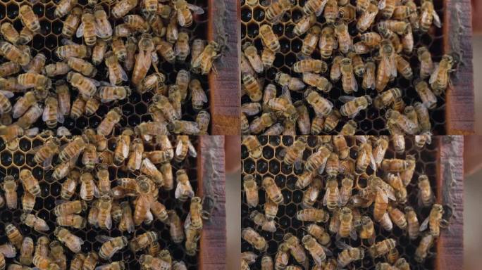 欧洲的蜂巢，蜜蜂们在一起工作，大蜂后从其他工蜂上方走过