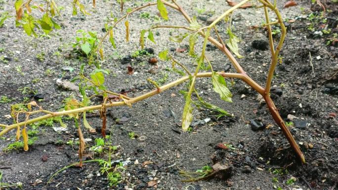 下雨时开始生长的植物。