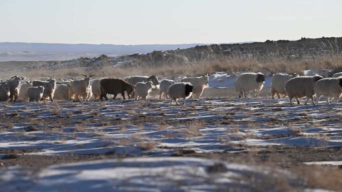 羊群 雪地 榆树 冬季草原 戈壁 牧羊