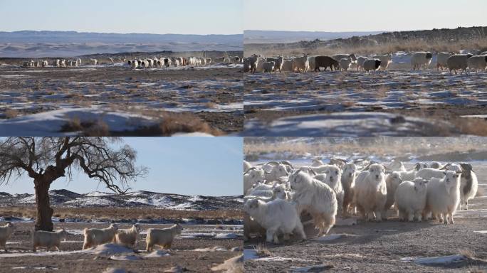 羊群 雪地 榆树 冬季草原 戈壁 牧羊