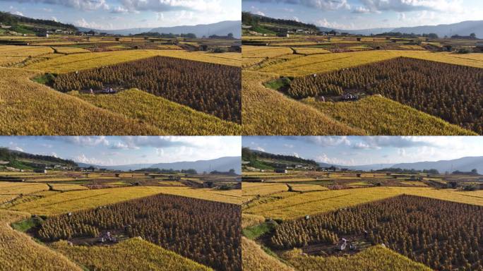 农民在金色稻田中收获水稻