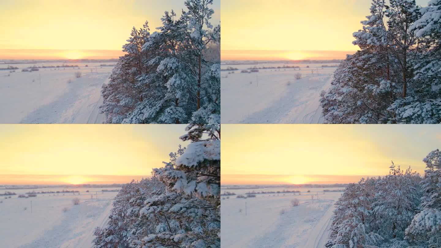 北极冰封的森林里一片白霜。在寒冷的冬天，树枝上的冰晶雪花。一片寂静的梦幻森林。宁静的冬天，白雪皑皑的