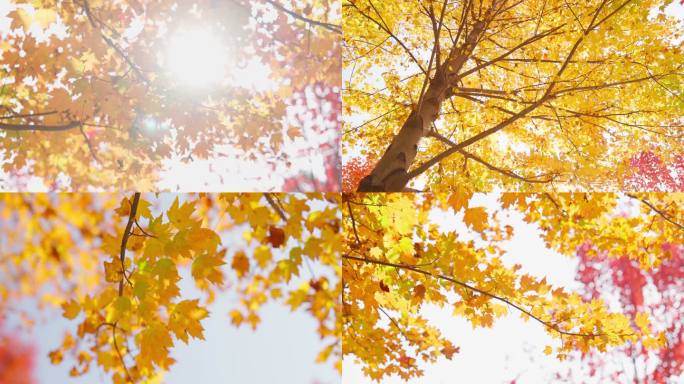 唯美秋天树叶变黄落叶树叶变黄