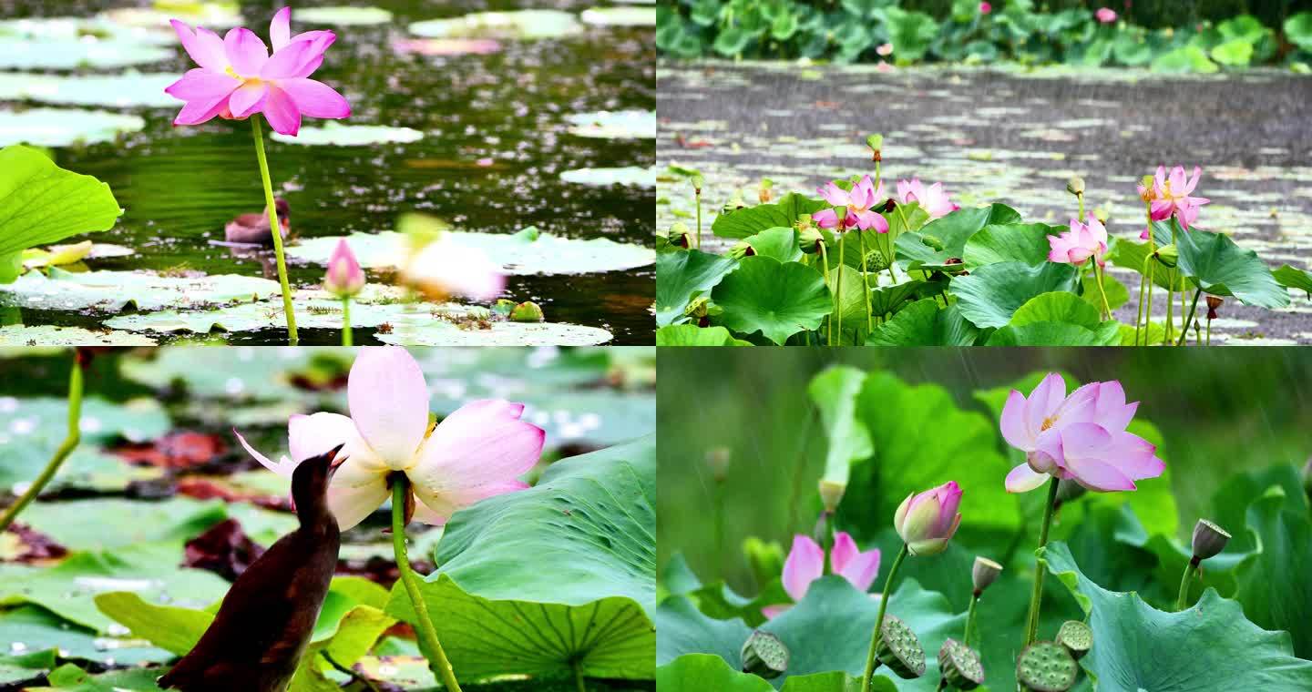 雨打荷花