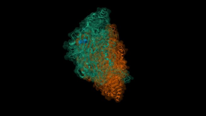 人血管粘附蛋白-1的晶体结构