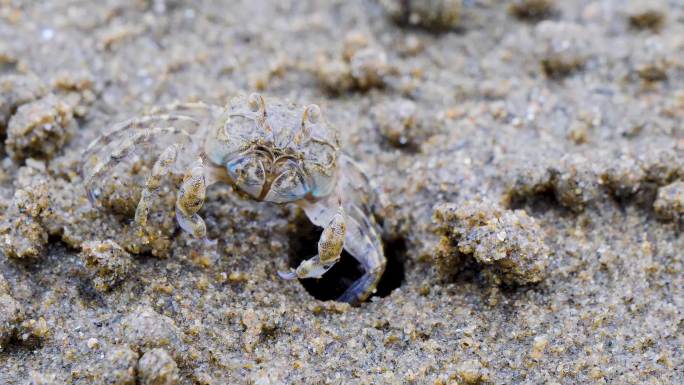 海边的小螃蟹
