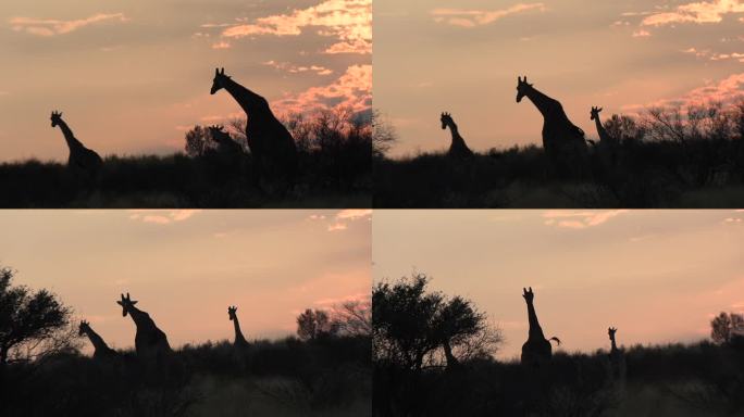 大草原上奔跑的长颈鹿的剪影，背景是橙色的天空。