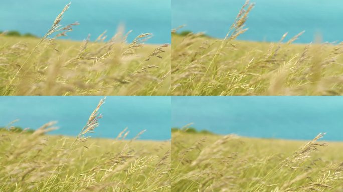 特写，DOF:蓝海之上的悬崖上摇曳的草的详细视图