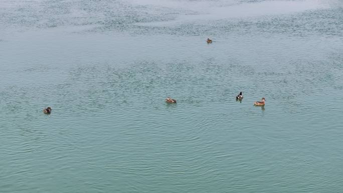 襄阳汉江湿地公园河流野鸭群候鸟水鸟风光
