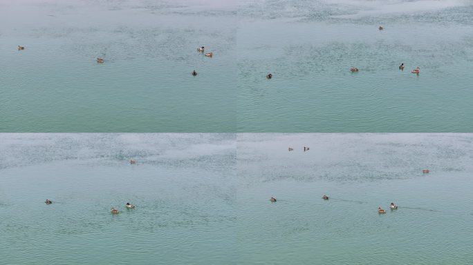 襄阳汉江湿地公园河流野鸭群候鸟水鸟风光