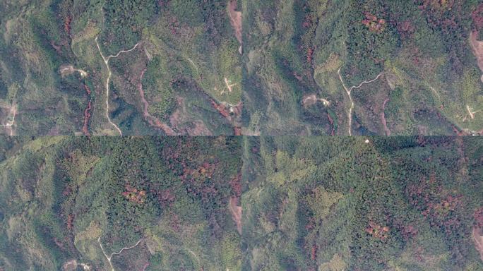 中国杭州，长乐森林，高角度拍摄多彩的秋林，绿茶梯田和橙红木林，美丽的秋景。4k实时镜头，无人机视图。