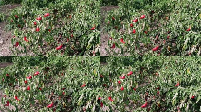 果园里的红辣椒，阳光明媚的日子，象征着健康饮食。素食的喜悦，甜椒的丰富。新鲜，充满活力的甜椒场景，健
