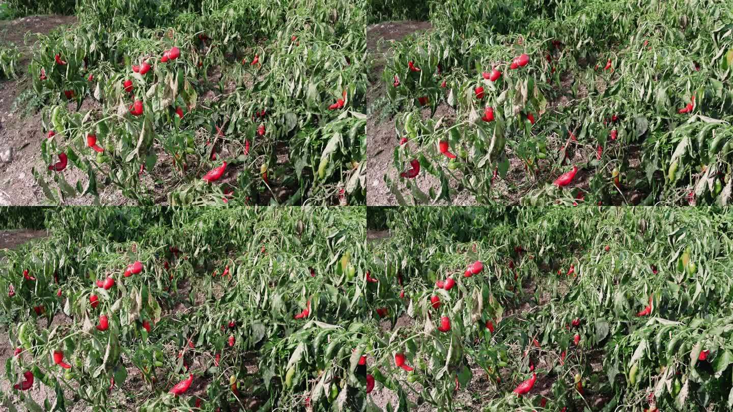 果园里的红辣椒，阳光明媚的日子，象征着健康饮食。素食的喜悦，甜椒的丰富。新鲜，充满活力的甜椒场景，健