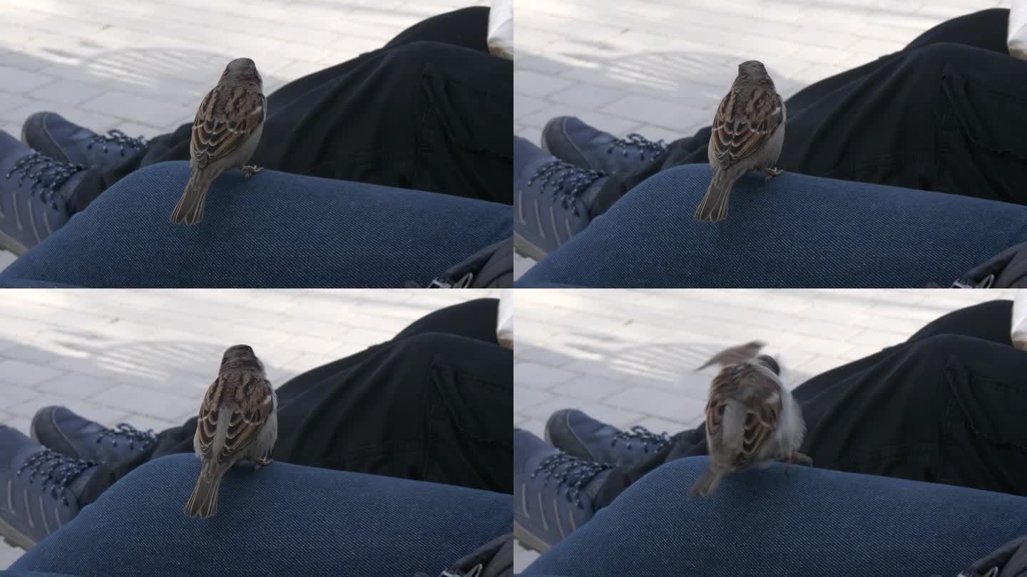 一只麻雀落在一个坐在公园长凳上的人的腿上
