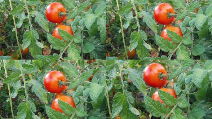 田地里的番茄茎和成熟的红色番茄