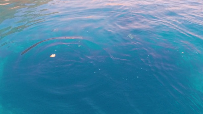 在欧洲法国科西嘉岛的地中海上，一群鱼在吃一块面包。