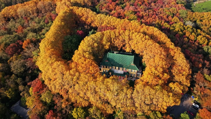 4k南京钟山美龄宫秋天梧桐黄了最美风景