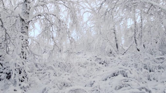 北极冰封的森林里一片白霜。在寒冷的冬天，树枝上的冰晶雪花。一片寂静的梦幻森林。宁静的冬天，白雪皑皑的