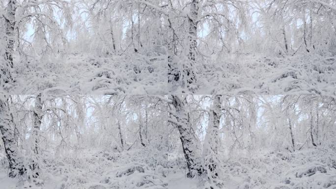 北极冰封的森林里一片白霜。在寒冷的冬天，树枝上的冰晶雪花。一片寂静的梦幻森林。宁静的冬天，白雪皑皑的