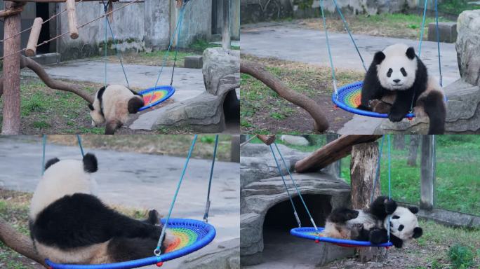 大熊猫荡秋千