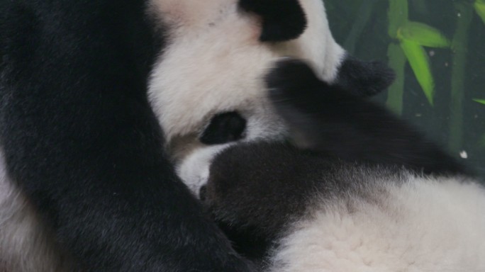 熊猫母子