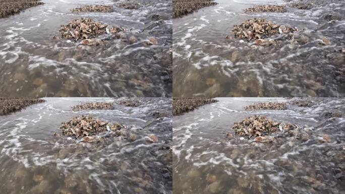 北海瓦登海的野生牡蛎床