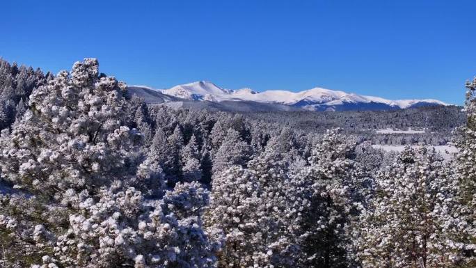 圣诞节第一场雪常青前Range丹佛山蓝天埃文斯航拍电影无人机清脆寒冷的早晨美丽的蓝天向上jib结霜松
