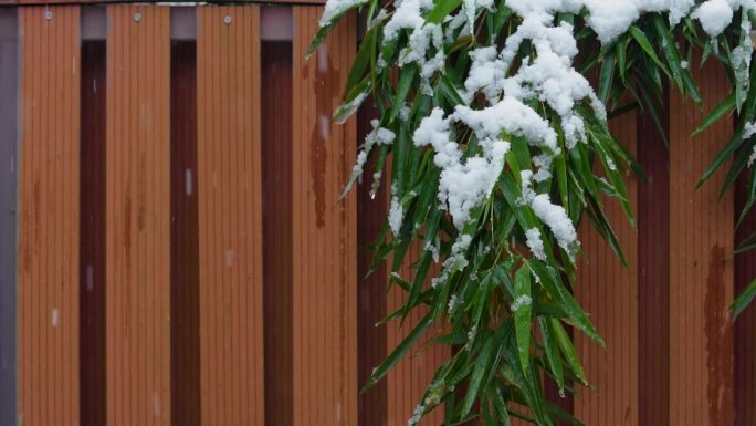 【高清】下雪