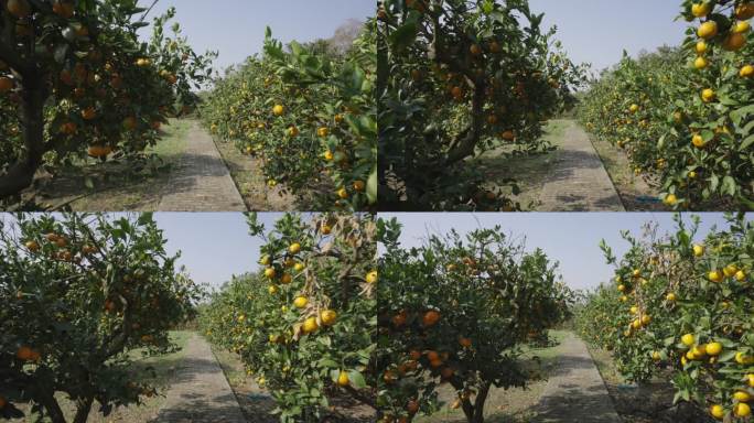 果园橘子树