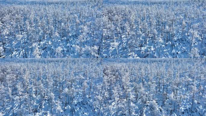 大兴安岭雪景极寒酷寒雾凇雪林