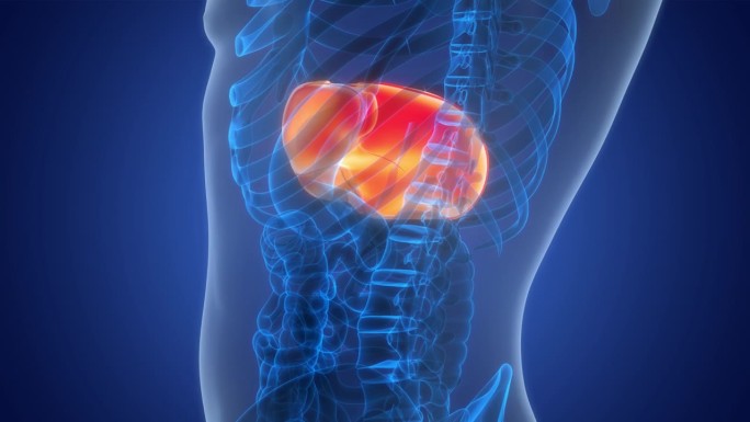 人体内部消化器官肝脏解剖动画概念