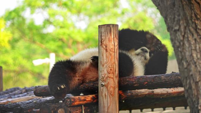 北京地标-北京动物园-大熊猫馆-五一人流