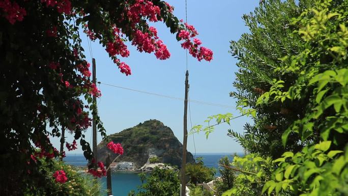 九重葛花在意大利地中海花园，伊斯基亚。