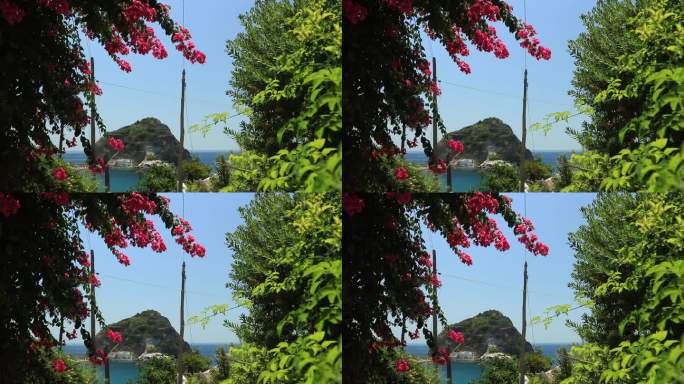 九重葛花在意大利地中海花园，伊斯基亚。