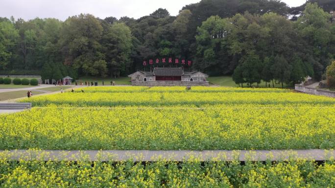 龙岩市上杭古田会议纪念馆会址油菜花田航拍