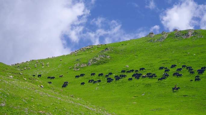高原牧场生态草原牛羊