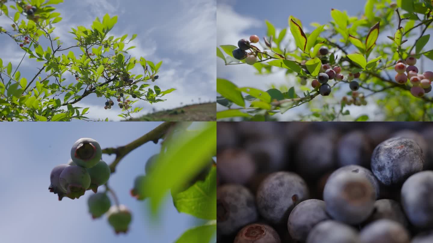 蓝莓 水果 果树 果实 果园 硕果累累