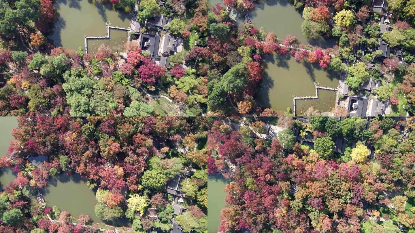 中国江苏苏州天品山公园的高角度美景。红枫树，黄银杏树，中国传统园林建筑。4K实时镜头无人机视图。