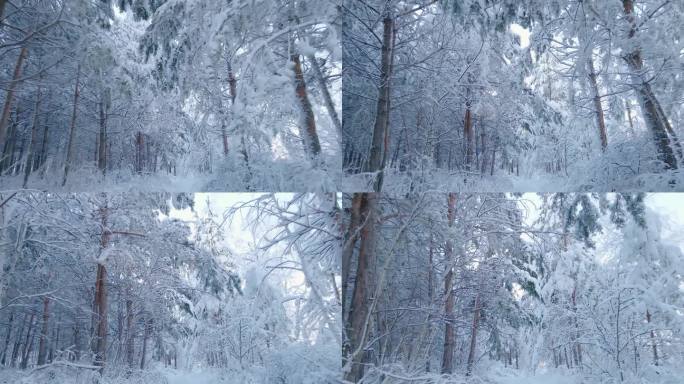 北极冰封的森林里一片白霜。在寒冷的冬天，树枝上的冰晶雪花。一片寂静的梦幻森林。宁静的冬天，白雪皑皑的