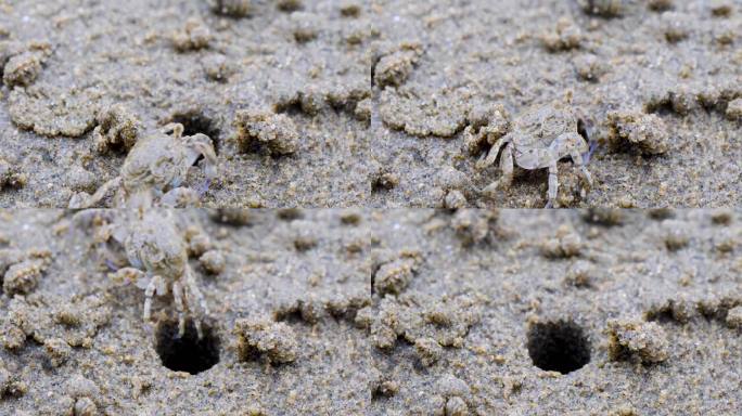 赶海 沙滩上小螃蟹出洞