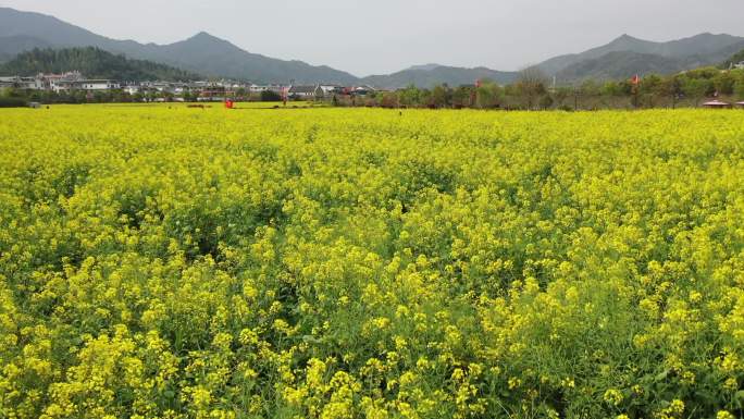 龙岩市上杭古田会议纪念馆会址油菜花田航拍