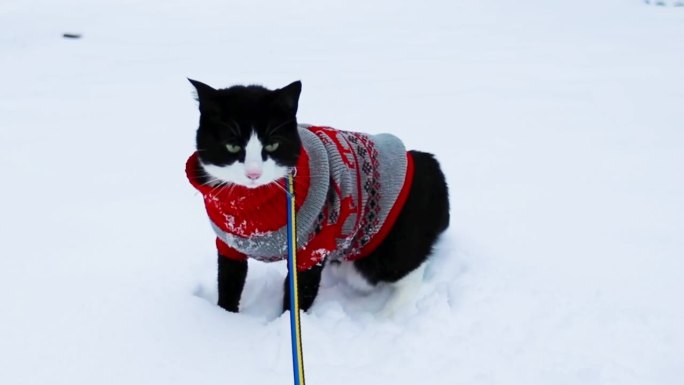 可爱的猫穿着红色圣诞毛衣走在雪地里