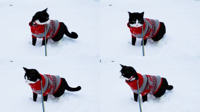 可爱的猫穿着红色圣诞毛衣走在雪地里