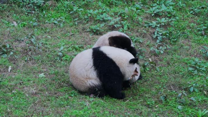 大熊猫草地打闹抢夺食物