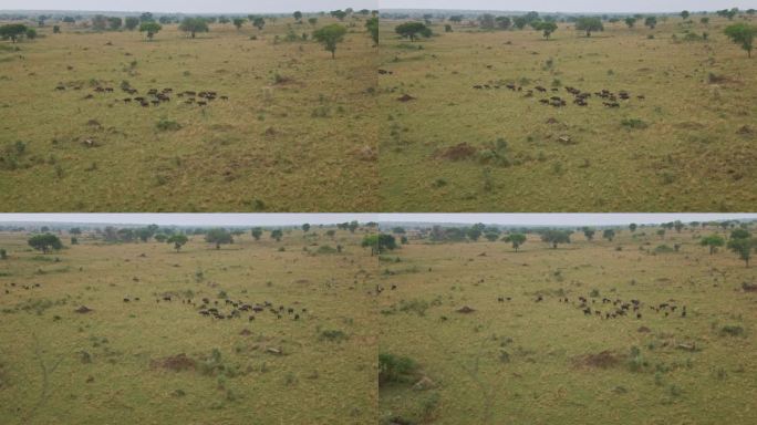 在非洲乌干达基代波谷国家公园的大草原上奔跑的水牛。空中侧